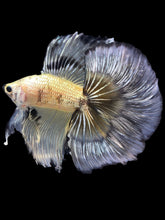 Load image into Gallery viewer, Male Fullmoon - Yellow Copper #2305 - Live Betta Fish
