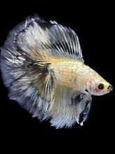 Load image into Gallery viewer, Male Fullmoon - Yellow Copper #2305 - Live Betta Fish
