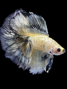 Male Fullmoon - Yellow Copper #2305 - Live Betta Fish