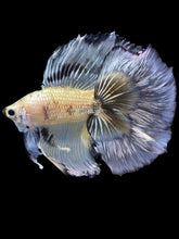 Load image into Gallery viewer, Male Fullmoon - Yellow Copper #2305 - Live Betta Fish
