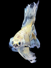 Load image into Gallery viewer, Male Fullmoon - Yellow Copper #2305 - Live Betta Fish
