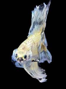 Male Fullmoon - Yellow Copper #2305 - Live Betta Fish