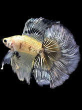 Load image into Gallery viewer, Male Fullmoon - Yellow Copper #2305 - Live Betta Fish
