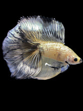 Load image into Gallery viewer, Male Fullmoon - Yellow Copper #2305 - Live Betta Fish
