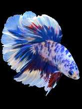 Load image into Gallery viewer, Male Rosetail - Blue Marble #2306 - Live Betta Fish
