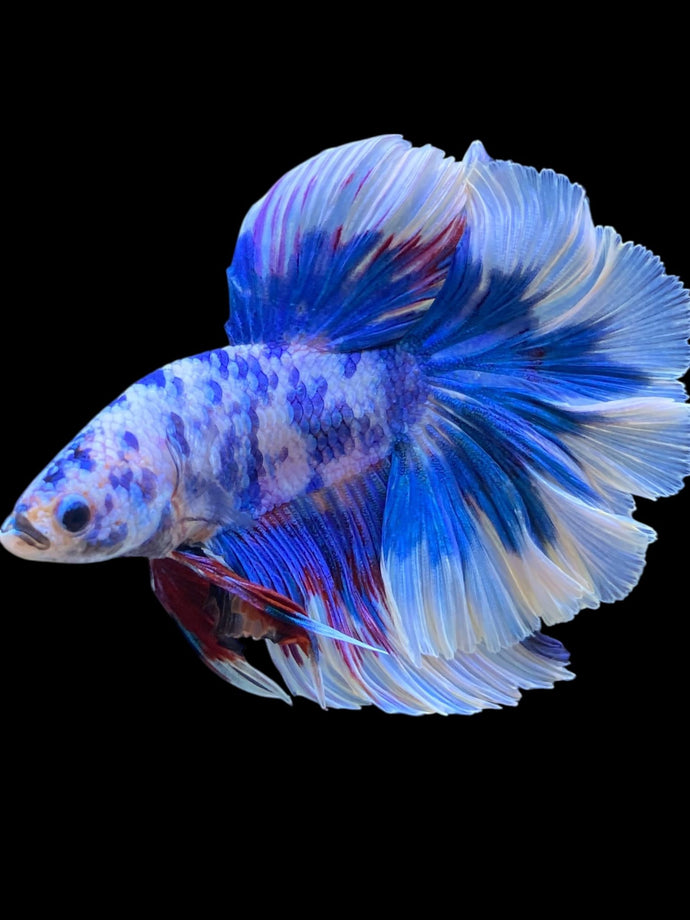 Male Rosetail - Blue Marble #2306 - Live Betta Fish