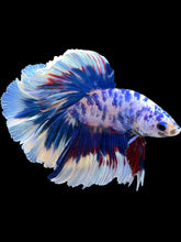 Load image into Gallery viewer, Male Rosetail - Blue Marble #2306 - Live Betta Fish
