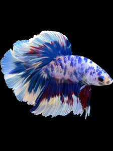 Male Rosetail - Blue Marble #2306 - Live Betta Fish