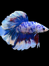 Load image into Gallery viewer, Male Rosetail - Blue Marble #2306 - Live Betta Fish
