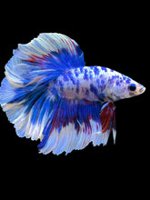 Load image into Gallery viewer, Male Rosetail - Blue Marble #2306 - Live Betta Fish
