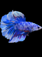 Load image into Gallery viewer, Male Rosetail - Blue Marble #2306 - Live Betta Fish
