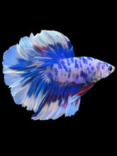Load image into Gallery viewer, Male Rosetail - Blue Marble #2306 - Live Betta Fish
