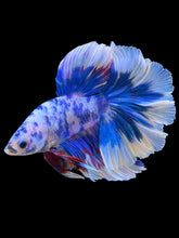 Load image into Gallery viewer, Male Rosetail - Blue Marble #2306 - Live Betta Fish
