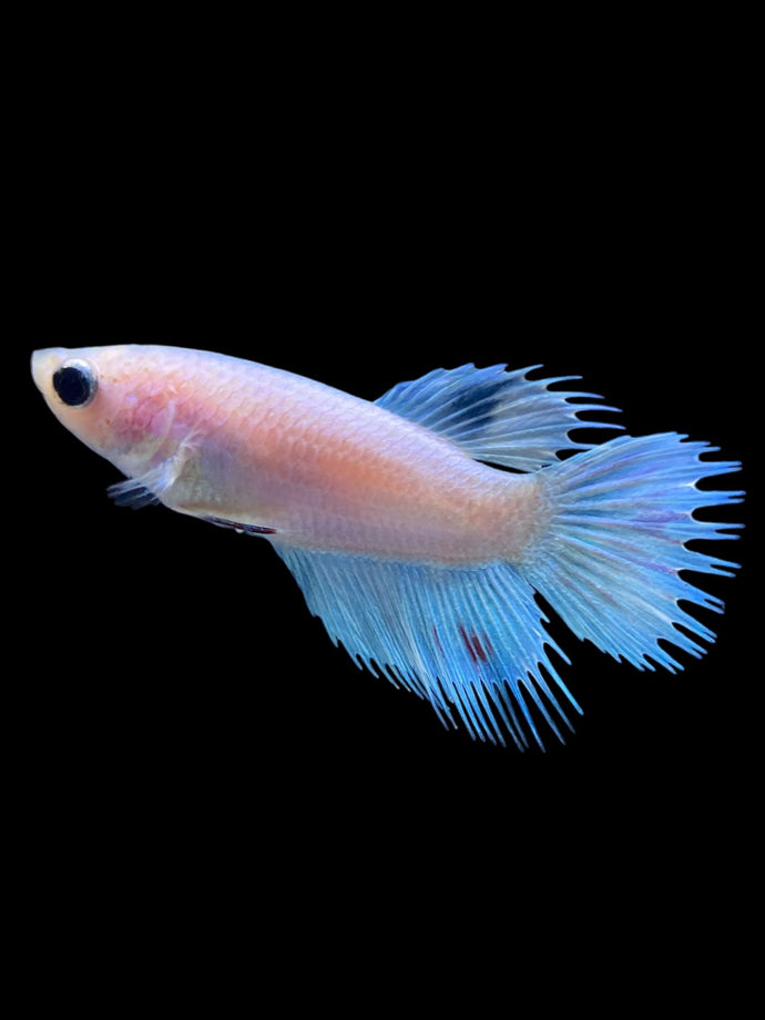 Female Crowntail Plakat - Candy #2307 - Live Betta Fish