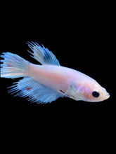 Load image into Gallery viewer, Female Crowntail Plakat - Candy #2307 - Live Betta Fish
