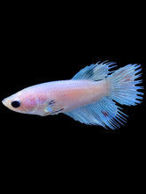 Load image into Gallery viewer, Female Crowntail Plakat - Candy #2307 - Live Betta Fish
