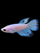 Load image into Gallery viewer, Female Crowntail Plakat - Candy #2307 - Live Betta Fish
