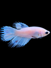 Load image into Gallery viewer, Female Crowntail Plakat - Candy #2307 - Live Betta Fish

