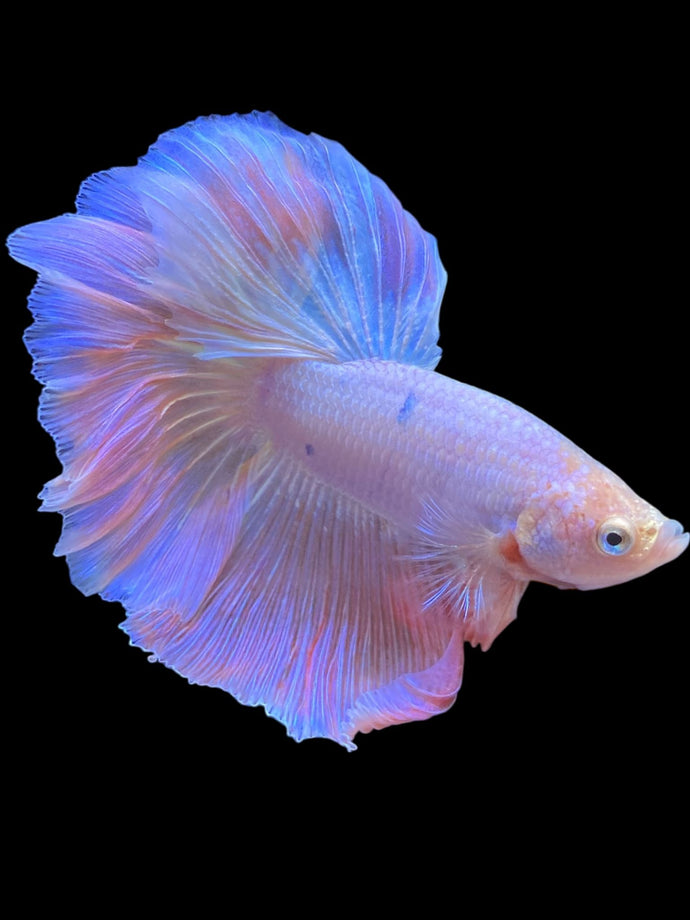 Male Rosetail - Pastel Pink #2308 - Live Betta Fish