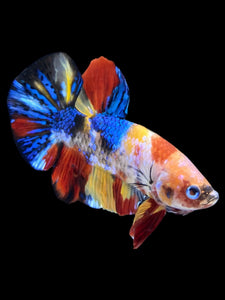 Male Halfmoon Plakat - Multicolor #2309 - Live Betta Fish