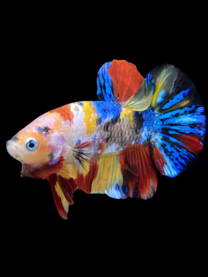 Male Halfmoon Plakat - Multicolor #2309 - Live Betta Fish
