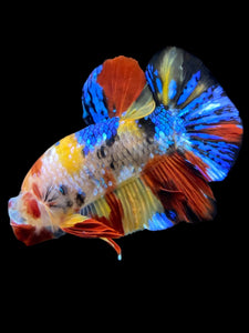 Male Halfmoon Plakat - Multicolor #2309 - Live Betta Fish