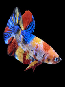 Male Halfmoon Plakat - Multicolor #2309 - Live Betta Fish