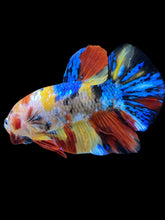 Load image into Gallery viewer, Male Halfmoon Plakat - Multicolor #2309 - Live Betta Fish

