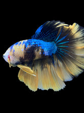 Load image into Gallery viewer, Male Halfmoon - Yellow Galaxy #2320 - Live Betta Fish
