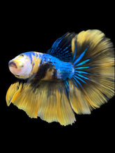 Load image into Gallery viewer, Male Halfmoon - Yellow Galaxy #2320 - Live Betta Fish

