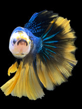Load image into Gallery viewer, Male Halfmoon - Yellow Galaxy #2320 - Live Betta Fish
