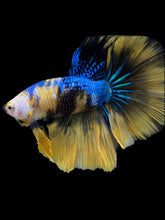 Load image into Gallery viewer, Male Halfmoon - Yellow Galaxy #2320 - Live Betta Fish
