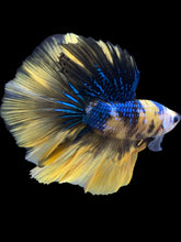 Load image into Gallery viewer, Male Halfmoon - Yellow Galaxy #2320 - Live Betta Fish
