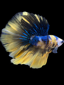 Male Halfmoon - Yellow Galaxy #2320 - Live Betta Fish