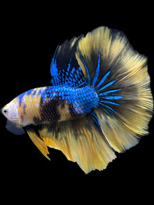 Male Halfmoon - Yellow Galaxy #2320 - Live Betta Fish