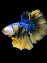 Load image into Gallery viewer, Male Halfmoon - Yellow Galaxy #2320 - Live Betta Fish

