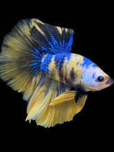 Load image into Gallery viewer, Male Halfmoon - Yellow Galaxy #2320 - Live Betta Fish
