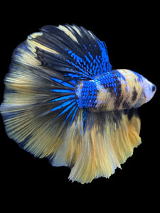 Male Halfmoon - Yellow Galaxy #2320 - Live Betta Fish