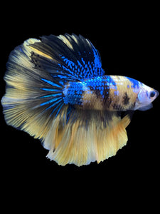 Male Halfmoon - Yellow Galaxy #2320 - Live Betta Fish
