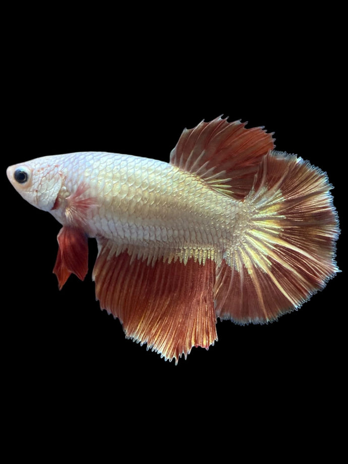 TOP GRADE Female Halfmoon - Red Dragon #2310 - Live Betta Fish
