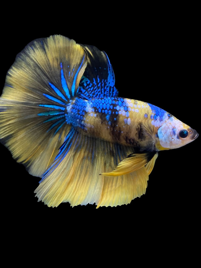 Male Halfmoon - Yellow Galaxy #2320 - Live Betta Fish