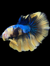 Load image into Gallery viewer, Male Halfmoon - Yellow Galaxy #2320 - Live Betta Fish
