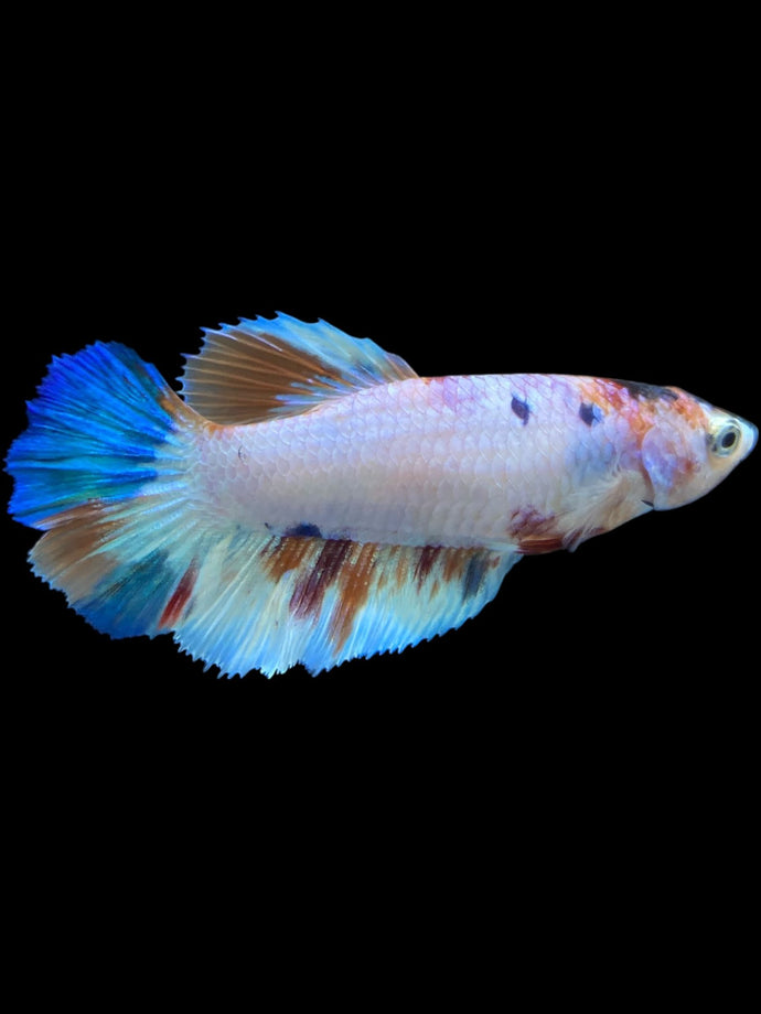 TOP GRADE Female Halfmoon - Candy #2311 - Live Betta Fish