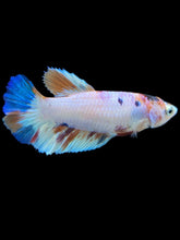 Load image into Gallery viewer, TOP GRADE Female Halfmoon - Candy #2311 - Live Betta Fish

