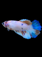 Load image into Gallery viewer, TOP GRADE Female Halfmoon - Candy #2311 - Live Betta Fish
