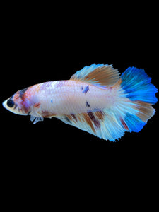 TOP GRADE Female Halfmoon - Candy #2311 - Live Betta Fish