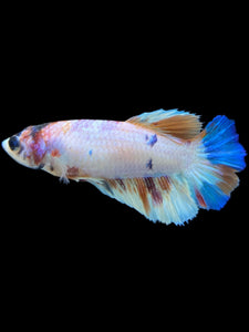 TOP GRADE Female Halfmoon - Candy #2311 - Live Betta Fish