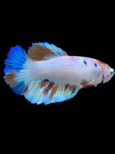 Load image into Gallery viewer, TOP GRADE Female Halfmoon - Candy #2311 - Live Betta Fish

