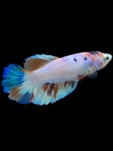 Load image into Gallery viewer, TOP GRADE Female Halfmoon - Candy #2311 - Live Betta Fish
