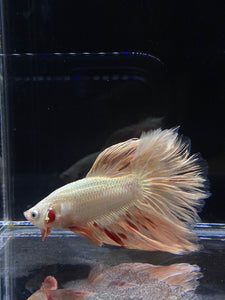 Male Rosetail - Orange Dragon #2312 - Live Betta Fish